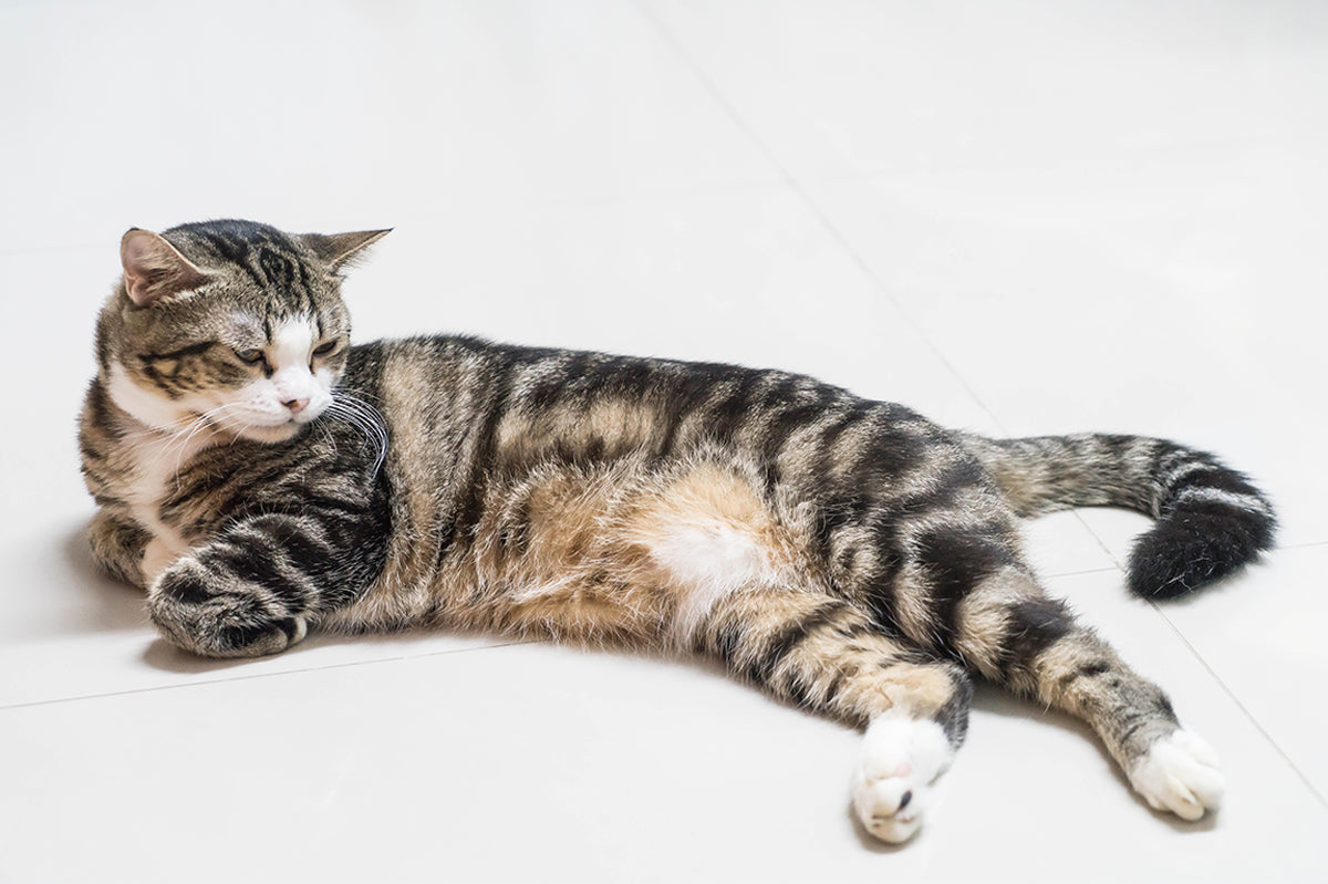 5 Signs Your Pet Might Be Dehydrated – And How to Fix It!