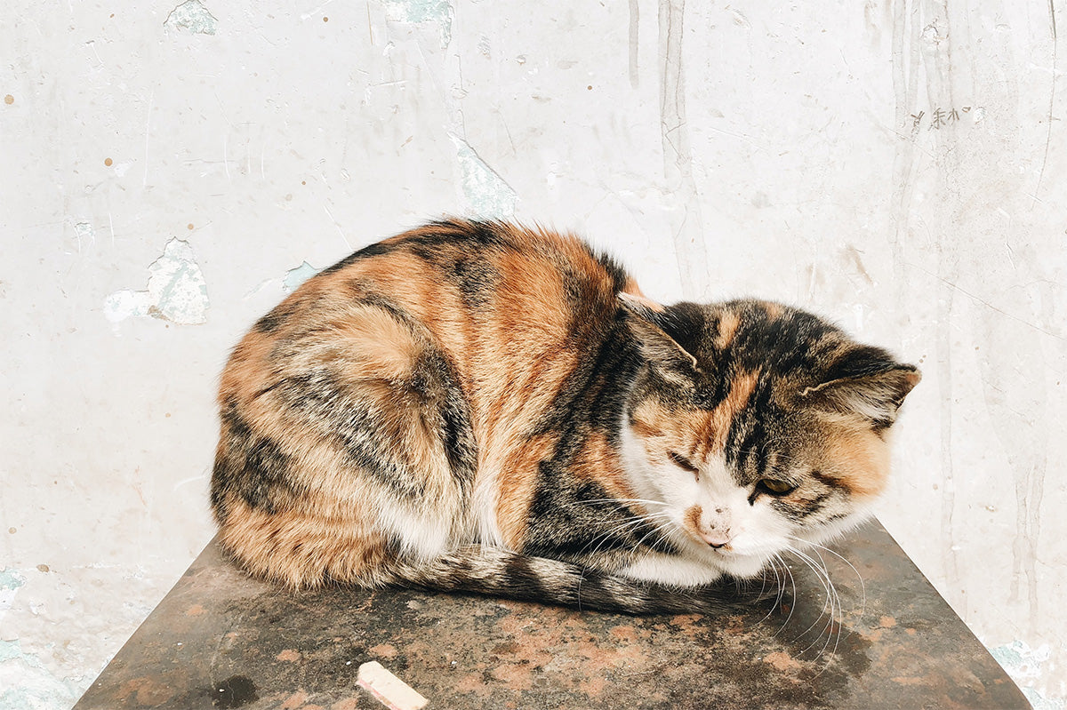 Why Keeping Your Cat Hydrated is Crucial for Kidney Health