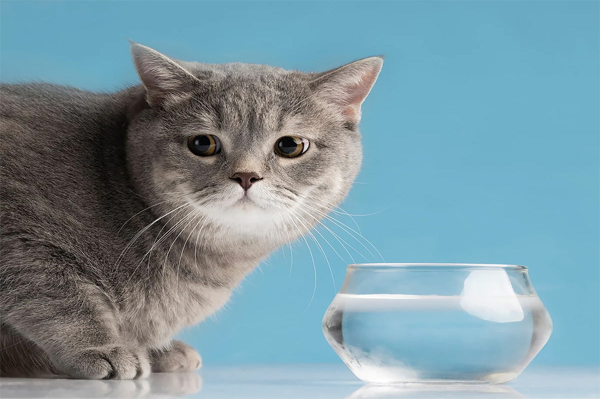 Cat Hydration;Cat drinking water