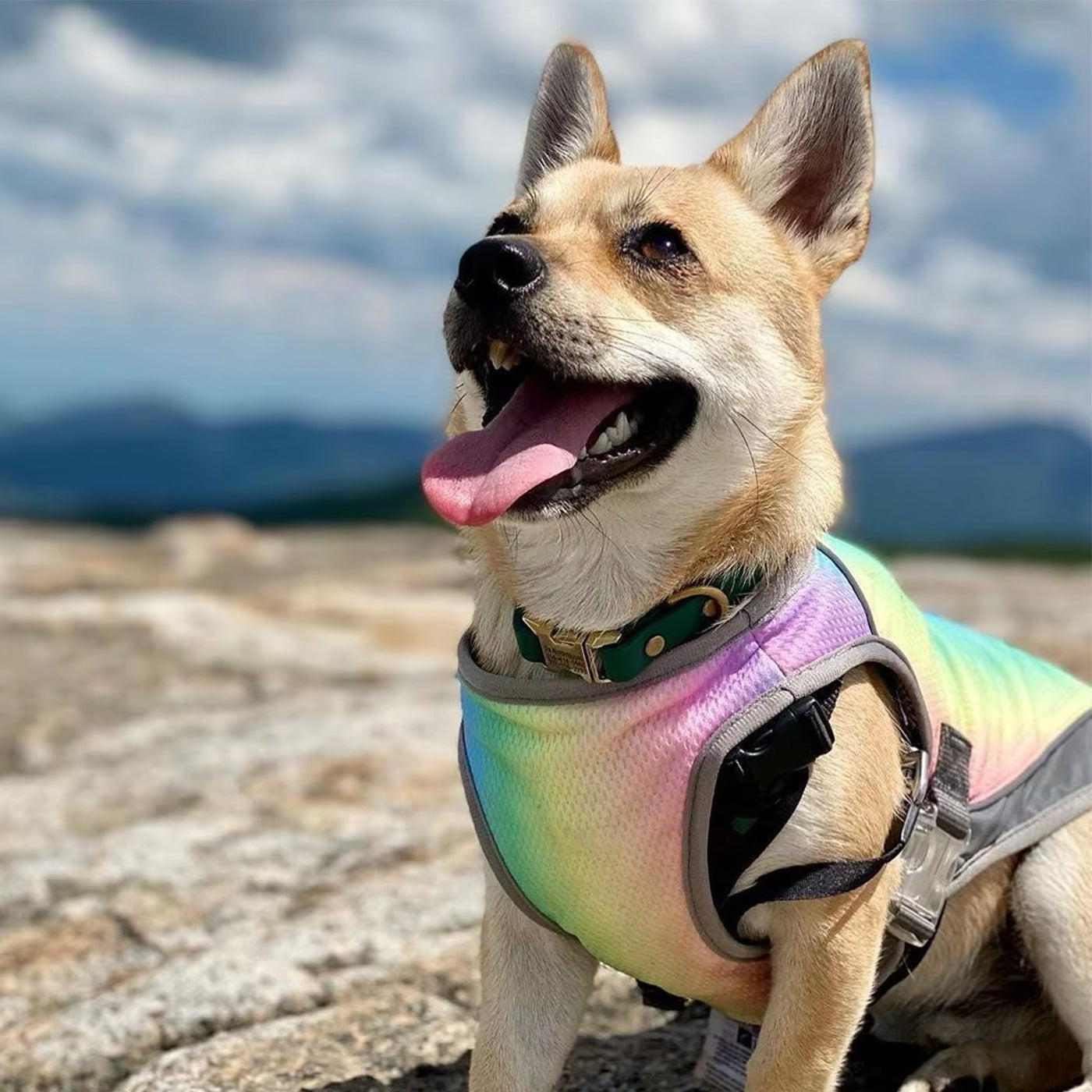 Dog Cooling Vest