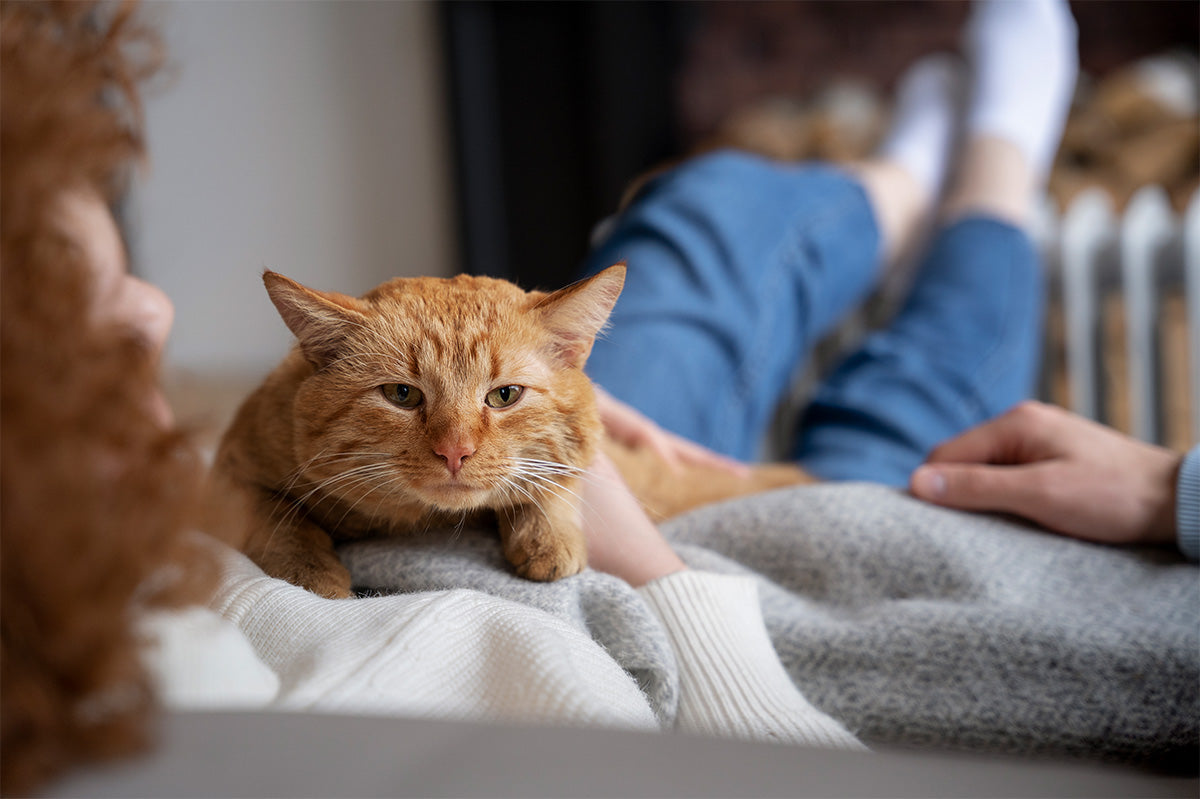 The Purr-fect Secret to Happy Kitties: Water and Their Mood!