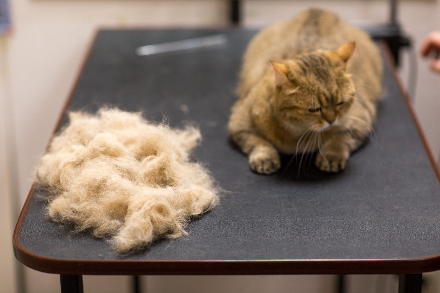 Spring Shedding: Solutions for Hairballs and Hydration Issues in Cats