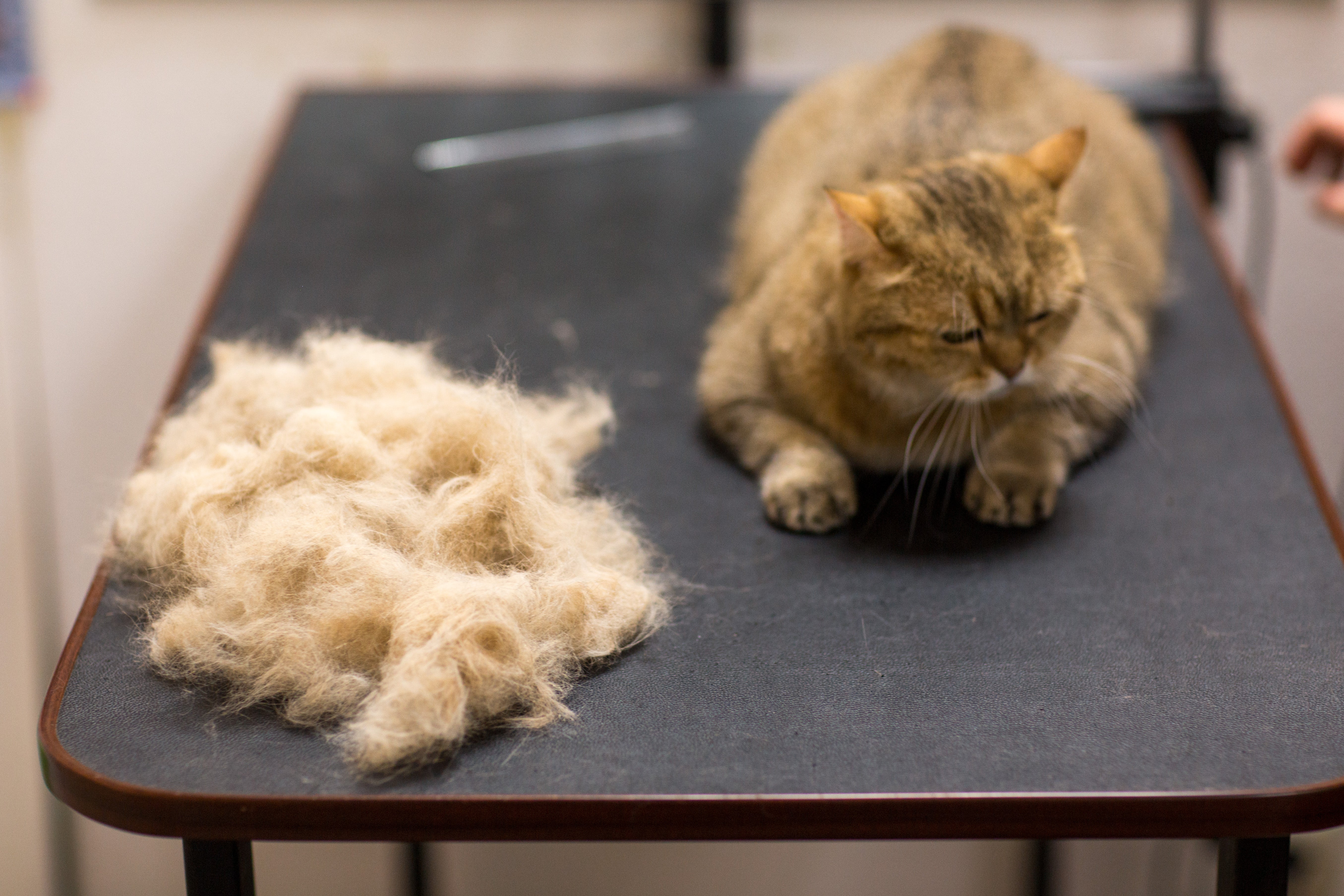 Spring Shedding: Solutions for Hairballs and Hydration Issues in Cats