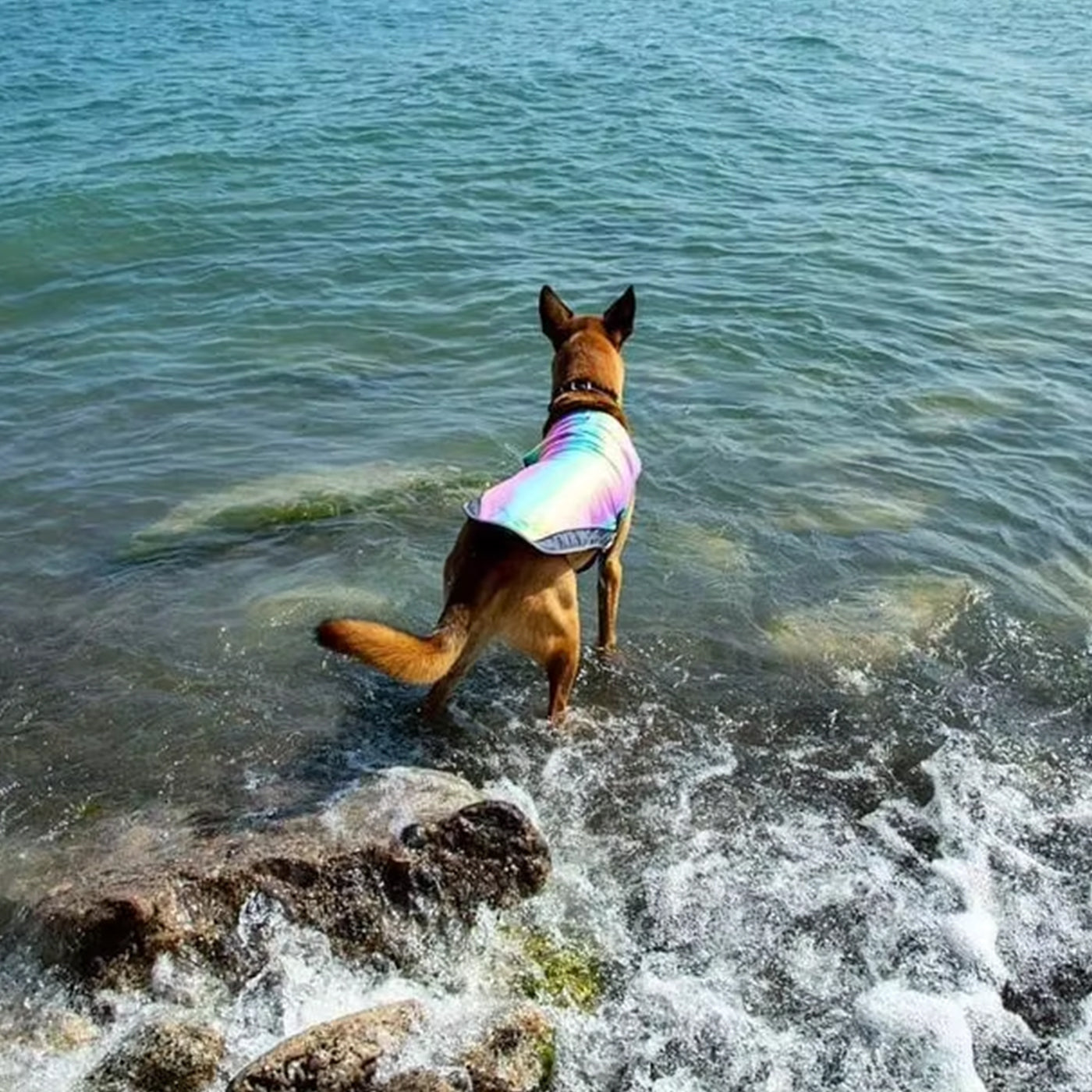 Dog Cooling Vest